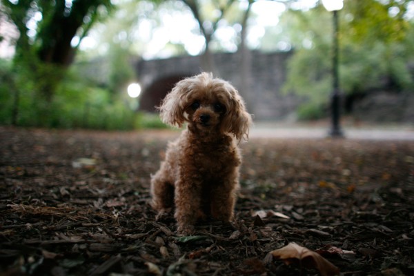 Twilight in Central Park, with toy poodle